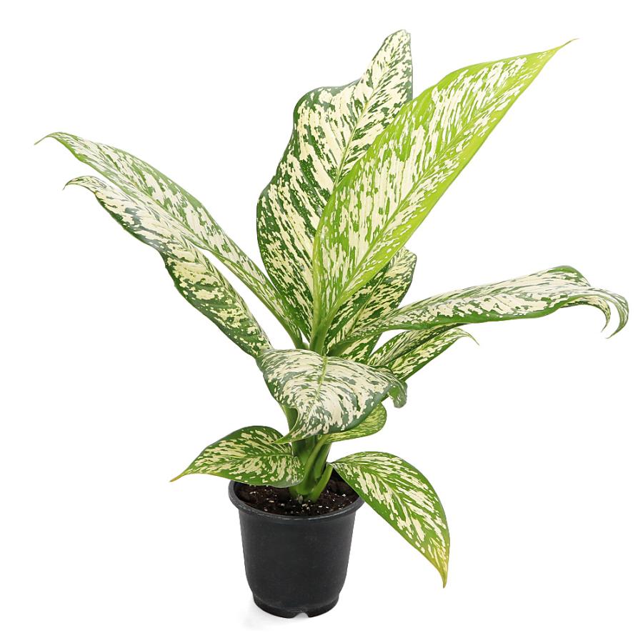 観葉植物）ディフェンバキア ホワイトエトナ 5号（1鉢） : チャーム