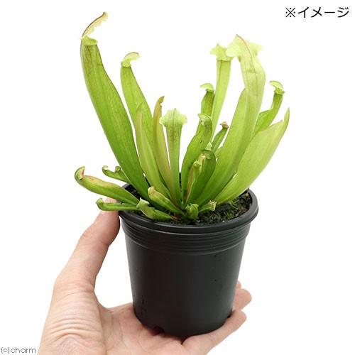 食虫植物 サラセニア フィラデルフィア 1年保証 ２ ５ ３号 １ポット
