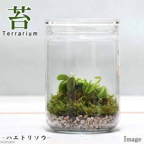 食虫植物 苔ｔｅｒｒａｒｉｕｍ ハエトリソウ ガラスボトルｌ 説明書付 テラリウムキット 本州四国限定