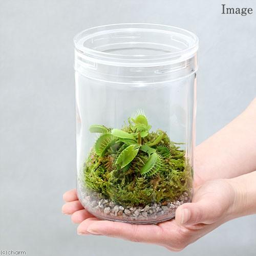 チャーム（charm） （食虫植物） 苔テラリウム ハエトリソウ ガラス