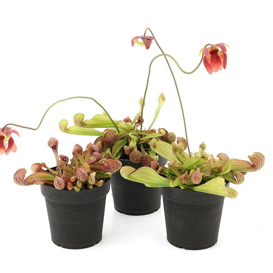 食虫植物 サラセニア プシタシナ ３ ５ ４号 １ポット チャーム Charm Paypayモール店 通販 Paypayモール