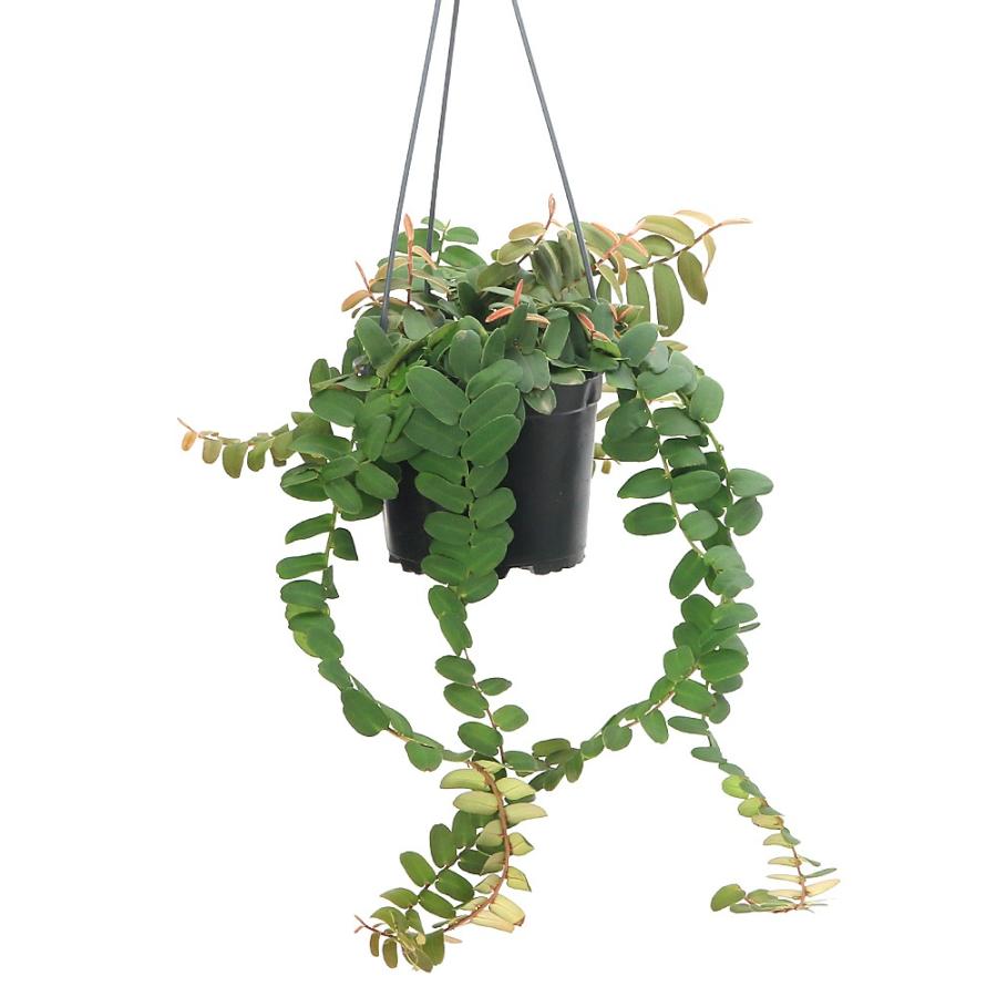 観葉植物）マルクグラビア ウンベラータ 5号（1鉢） 吊り鉢