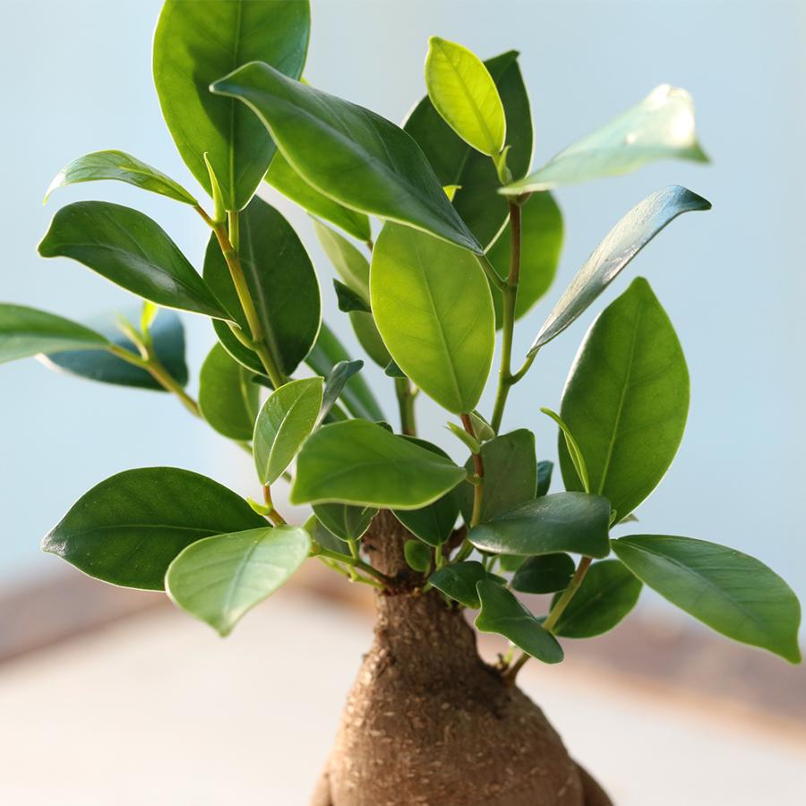 観葉植物）土を使わないハイドロカルチャー ガジュマル（精霊の木