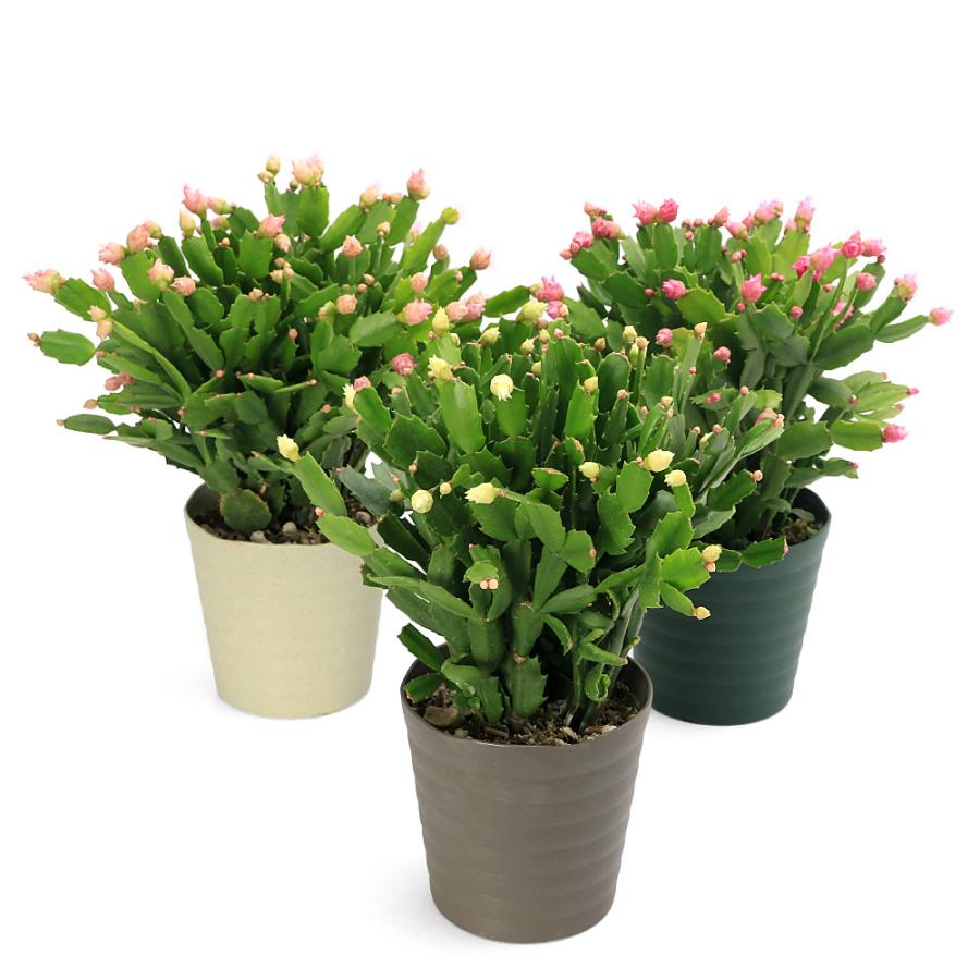観葉植物）シャコバサボテン デンマークカクタス バラ咲き 花色