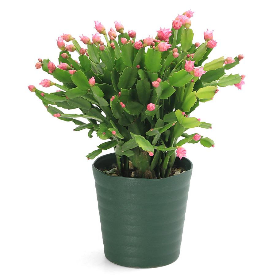 観葉植物）シャコバサボテン デンマークカクタス バラ咲き 花色
