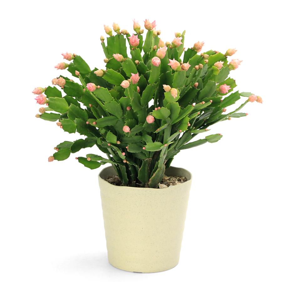 観葉植物）シャコバサボテン デンマークカクタス バラ咲き 花色