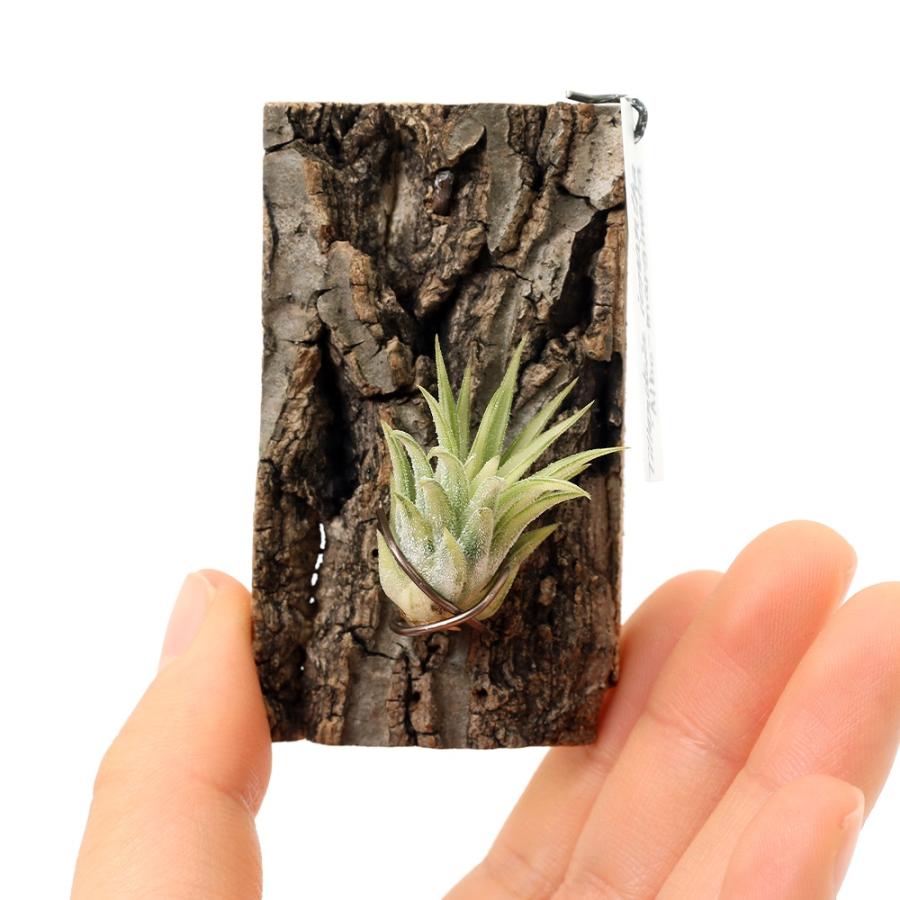 観葉植物）一点物 エアープランツ チランジア イオナンタ 'アルボ