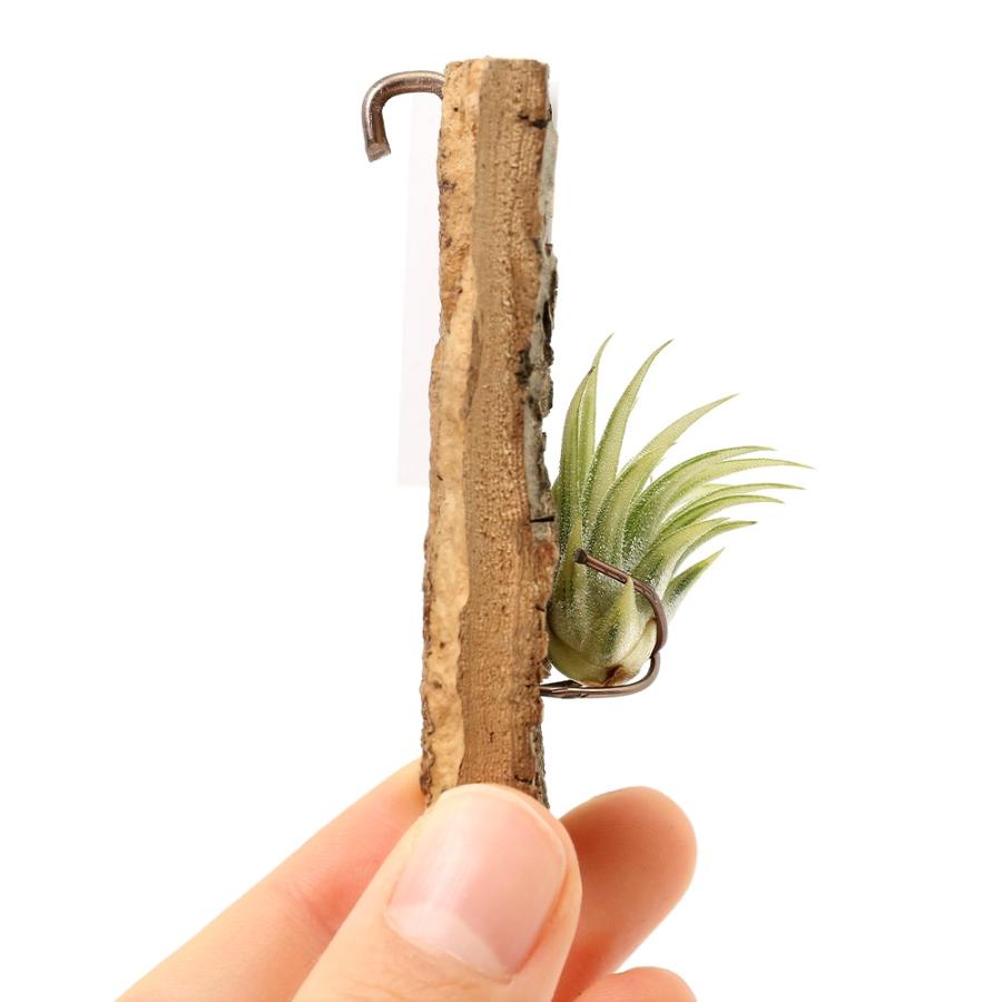 観葉植物）一点物 エアープランツ チランジア イオナンタ 'アルボ