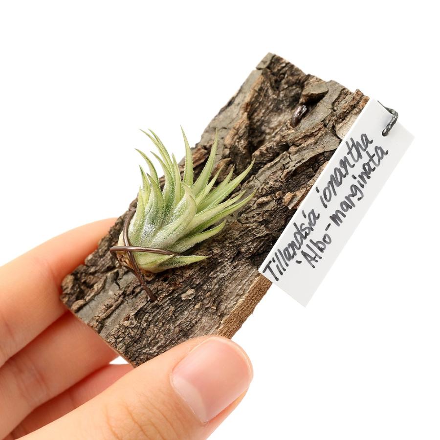 観葉植物）一点物 エアープランツ チランジア イオナンタ 'アルボ