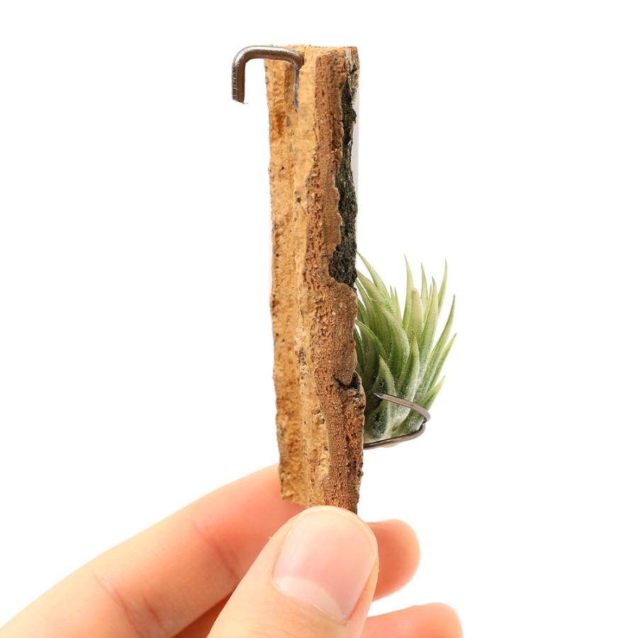観葉植物）一点物 エアープランツ チランジア イオナンタ 'アルボ