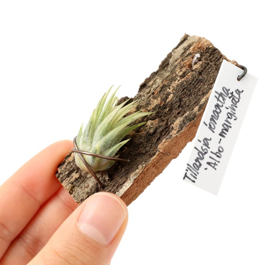 観葉植物）一点物 エアープランツ チランジア イオナンタ 'アルボ
