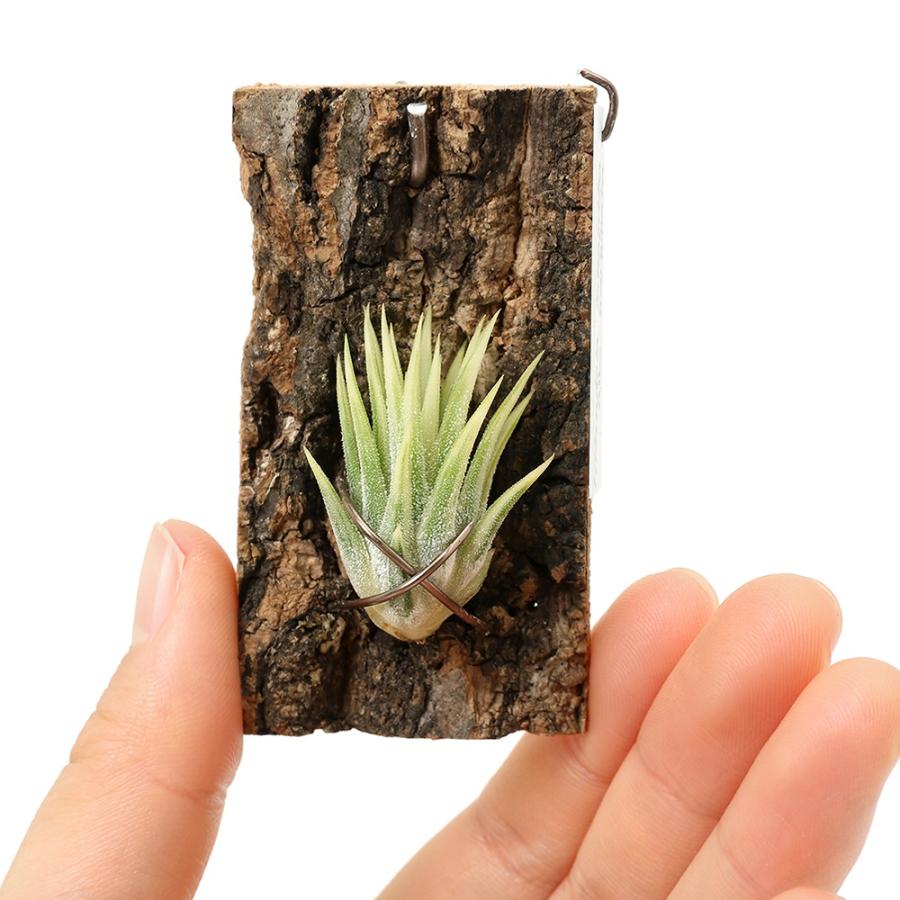 観葉植物）一点物 エアープランツ チランジア イオナンタ 'アルボ