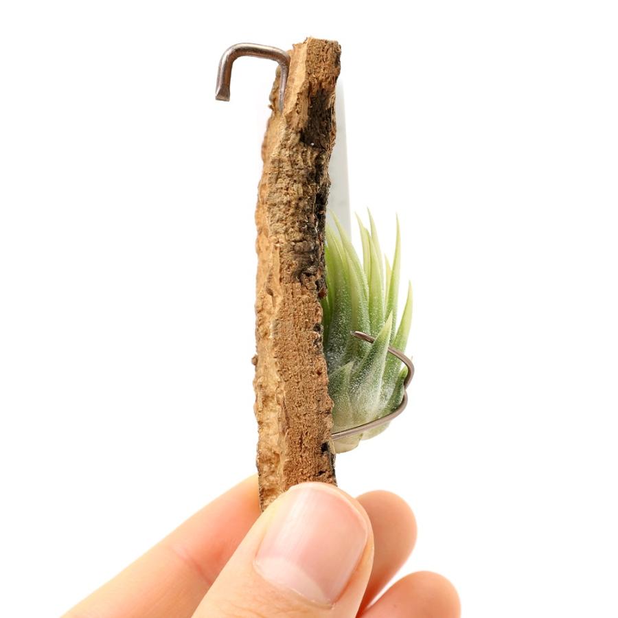 観葉植物）一点物 エアープランツ チランジア イオナンタ 'アルボ