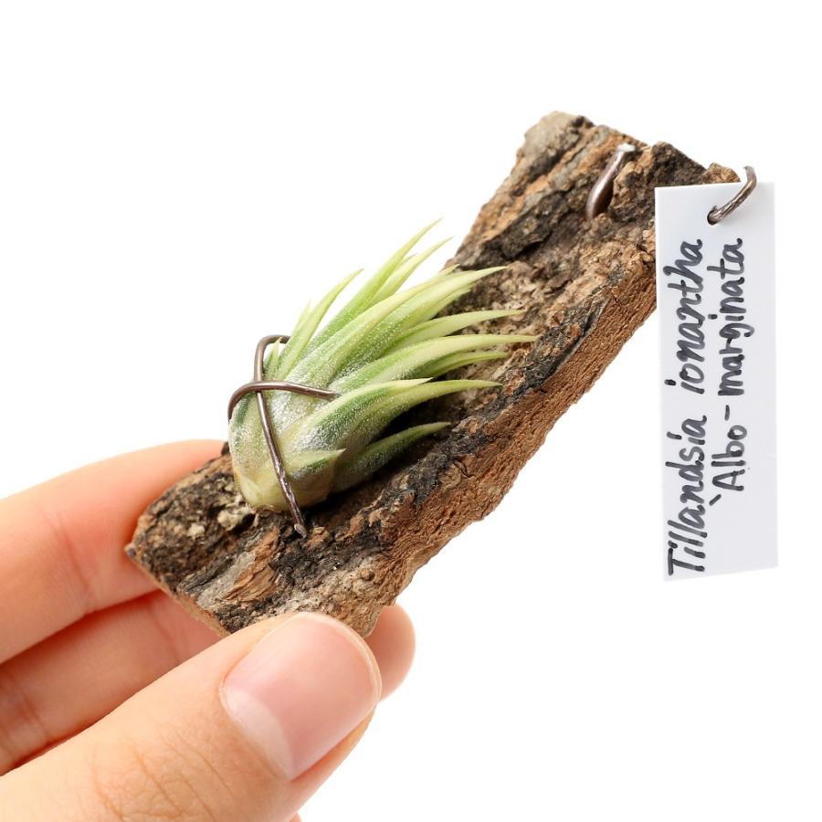 観葉植物）一点物 エアープランツ チランジア イオナンタ 'アルボ