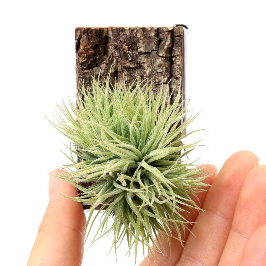 観葉植物）一点物 エアープランツ チランジア イオナンタ