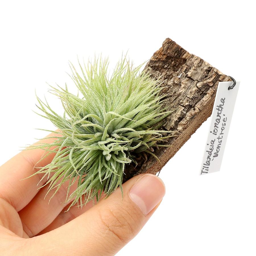 観葉植物）一点物 エアープランツ チランジア イオナンタ モンスト