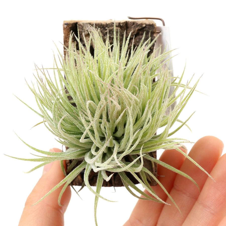観葉植物）一点物 エアープランツ チランジア イオナンタ モンスト
