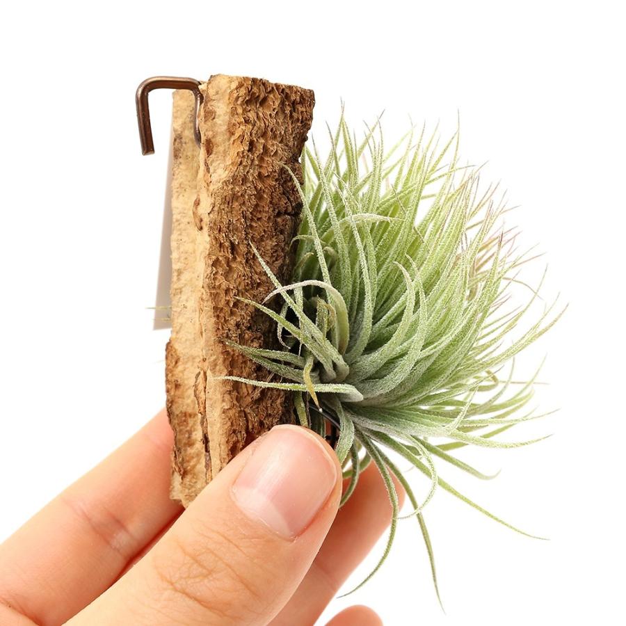 観葉植物）一点物 エアープランツ チランジア イオナンタ モンスト