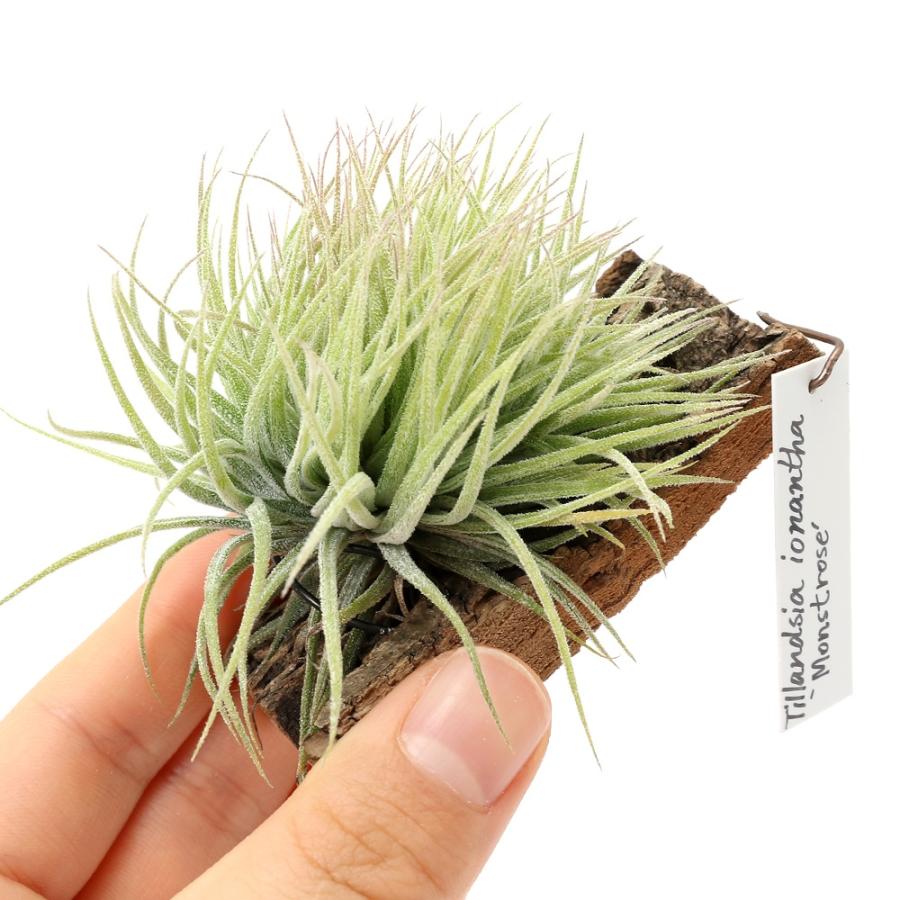 観葉植物）一点物 エアープランツ チランジア イオナンタ モンスト