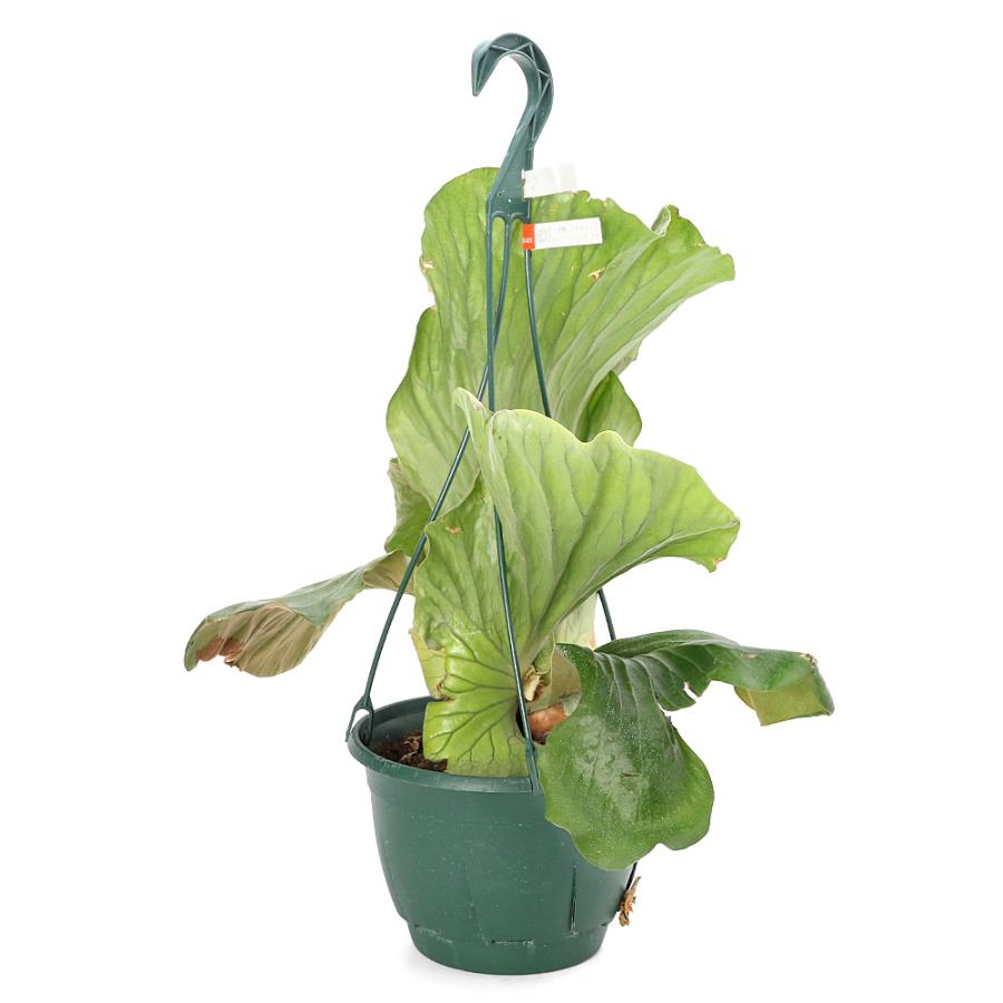 観葉植物）一点物 コウモリラン ビカクシダ エレファントティス