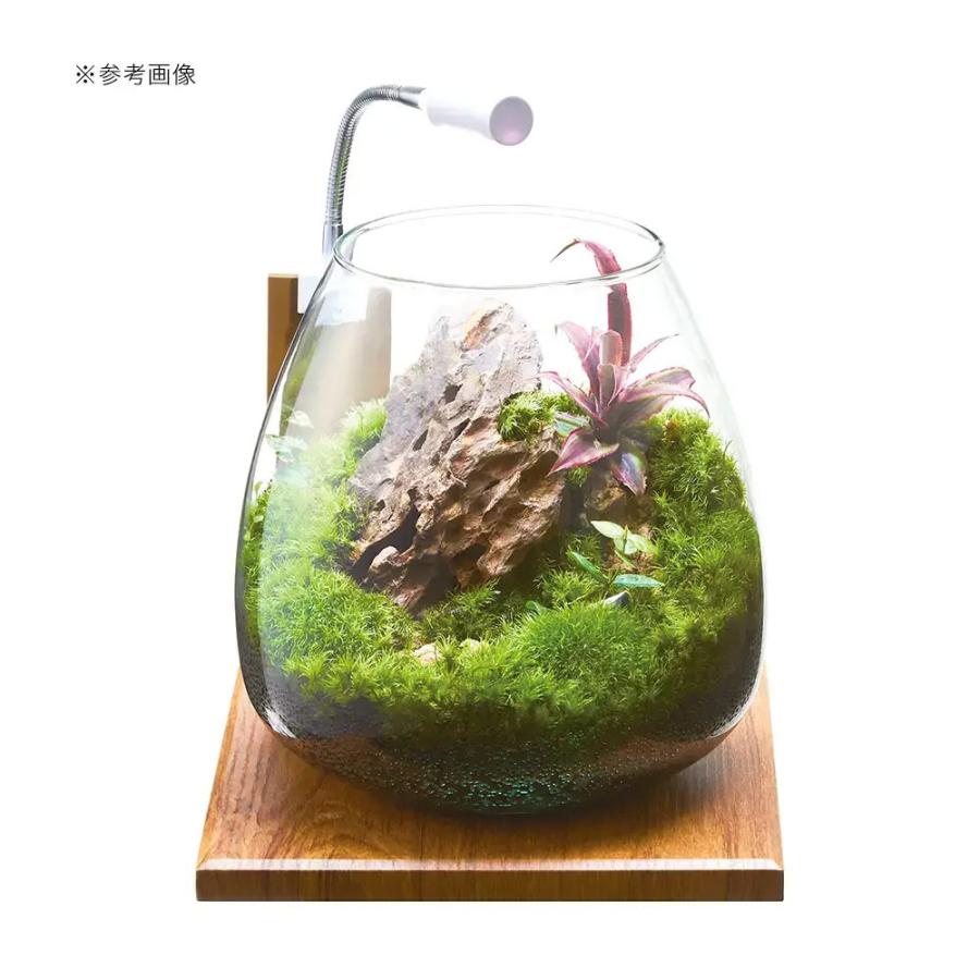 大自然 洞窟有り アクアテラリウム 完成品 GEX 小型ガラス水槽 GEX
