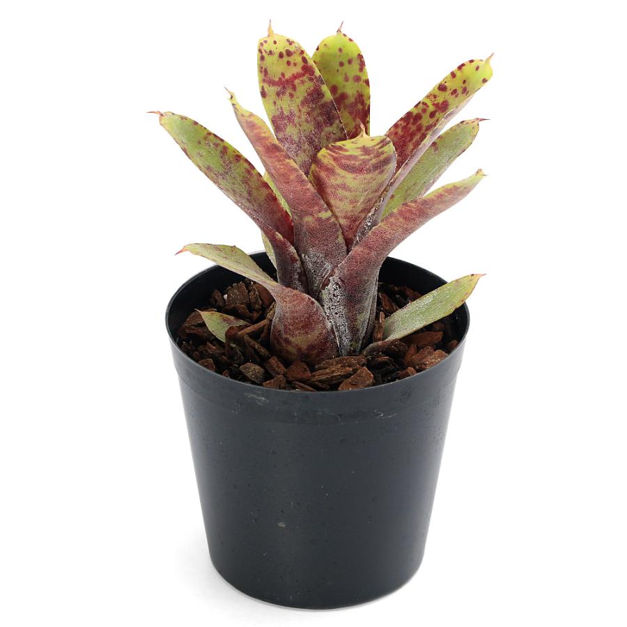 観葉植物）ネオレゲリア リリプティアナ×スミシー 3号（1株）タンク