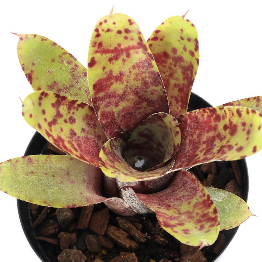 観葉植物）ネオレゲリア リリプティアナ×スミシー 3号（1株）タンク