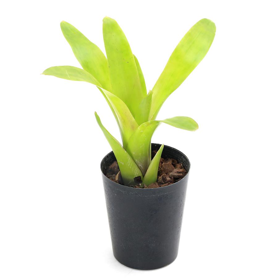 観葉植物）ネオレゲリア マリブ 3号（1株）タンクブロメリア