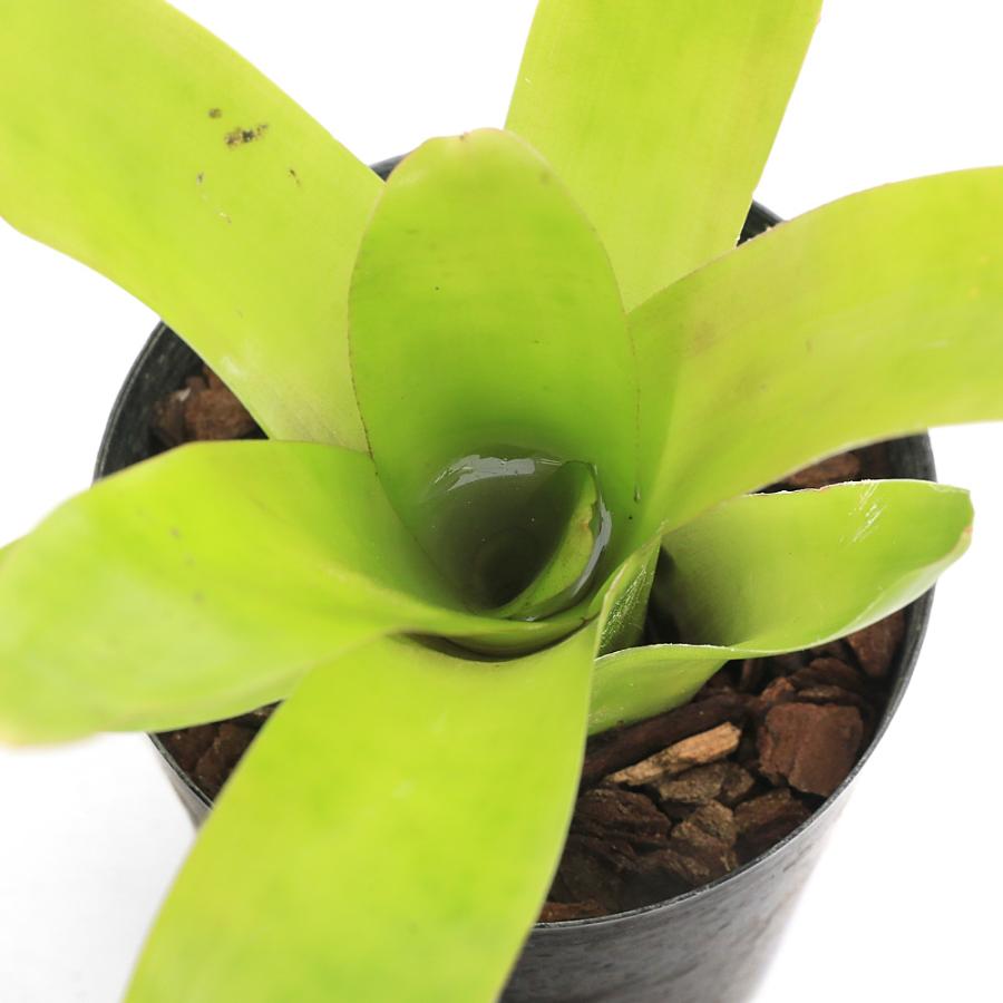 観葉植物）ネオレゲリア マリブ 3号（1株）タンクブロメリア