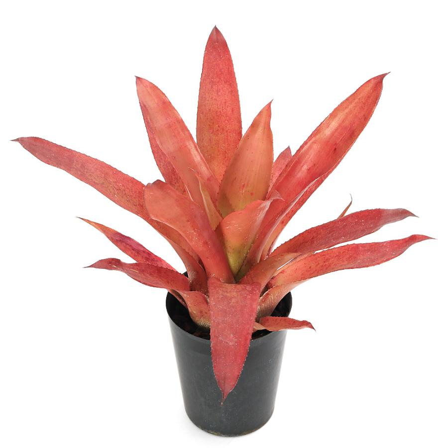 観葉植物）カニストラム コレリア−アラウジョイ 3号（1株）タンク