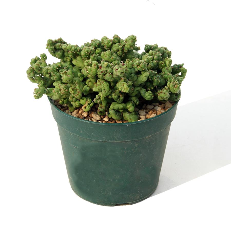 多肉植物）一点物 ユーフォルビア ホリダ ストリアータアルバ ニュー