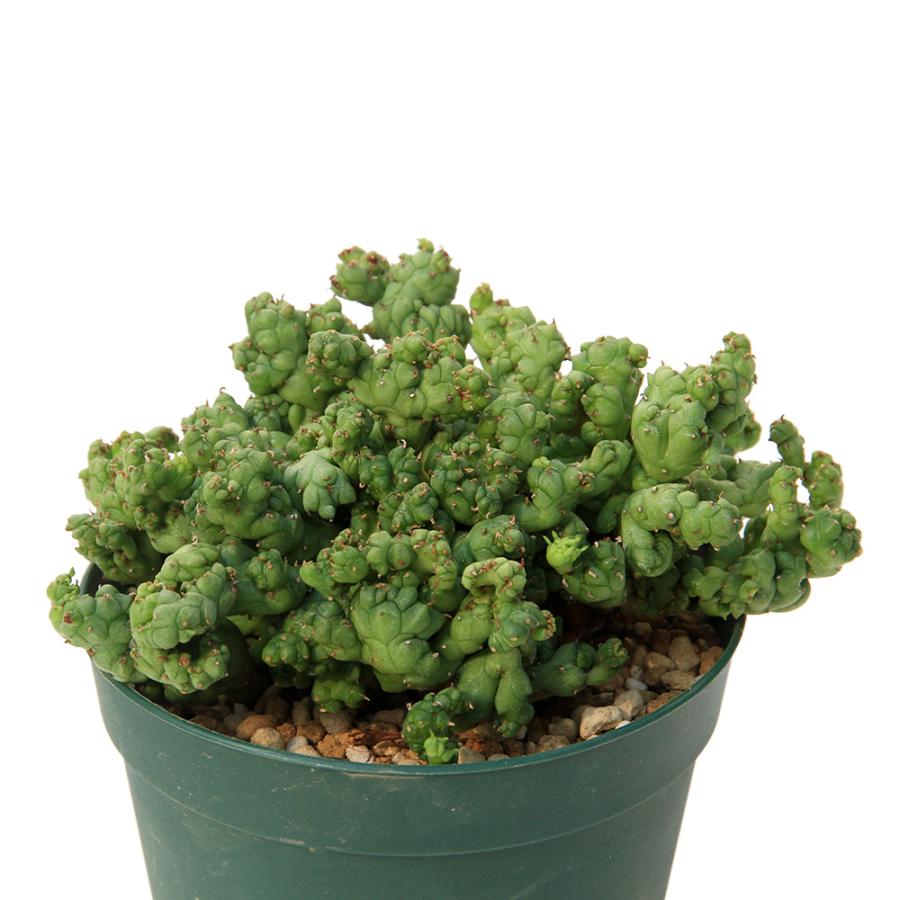 多肉植物）一点物 ユーフォルビア ホリダ ストリアータアルバ ニュー