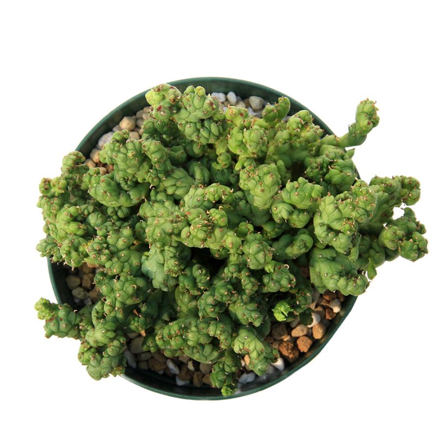 多肉植物）一点物 ユーフォルビア ホリダ ストリアータアルバ ニュー