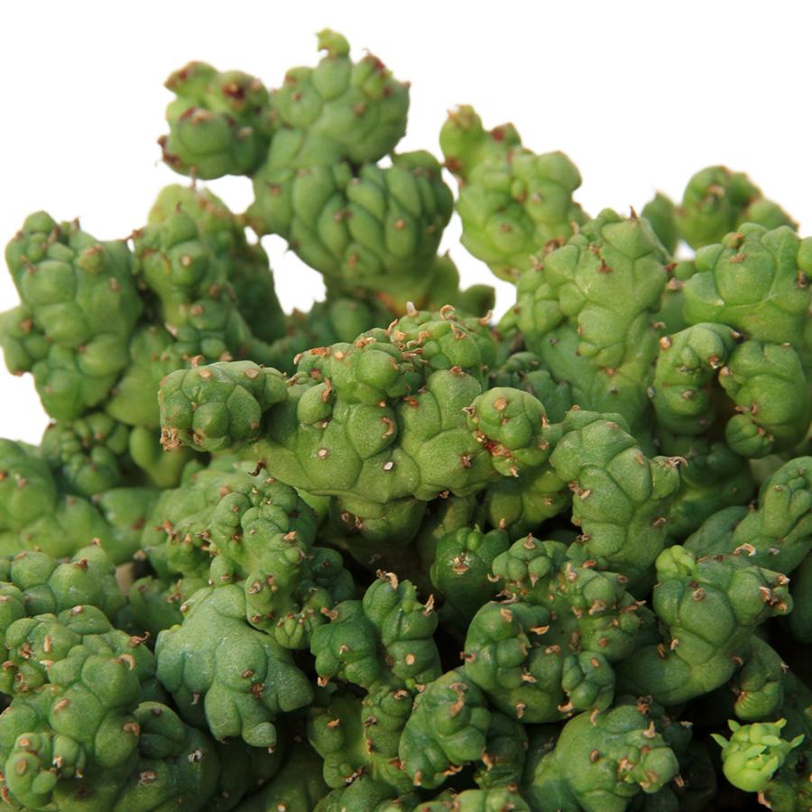 多肉植物）一点物 ユーフォルビア ホリダ ストリアータアルバ ニュー