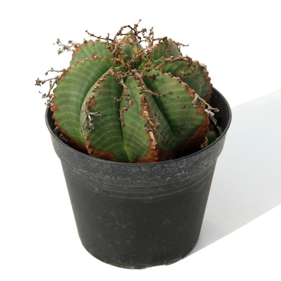 多肉植物）一点物 ユーフォルビア バリダ 3．5号（1鉢） : チャーム