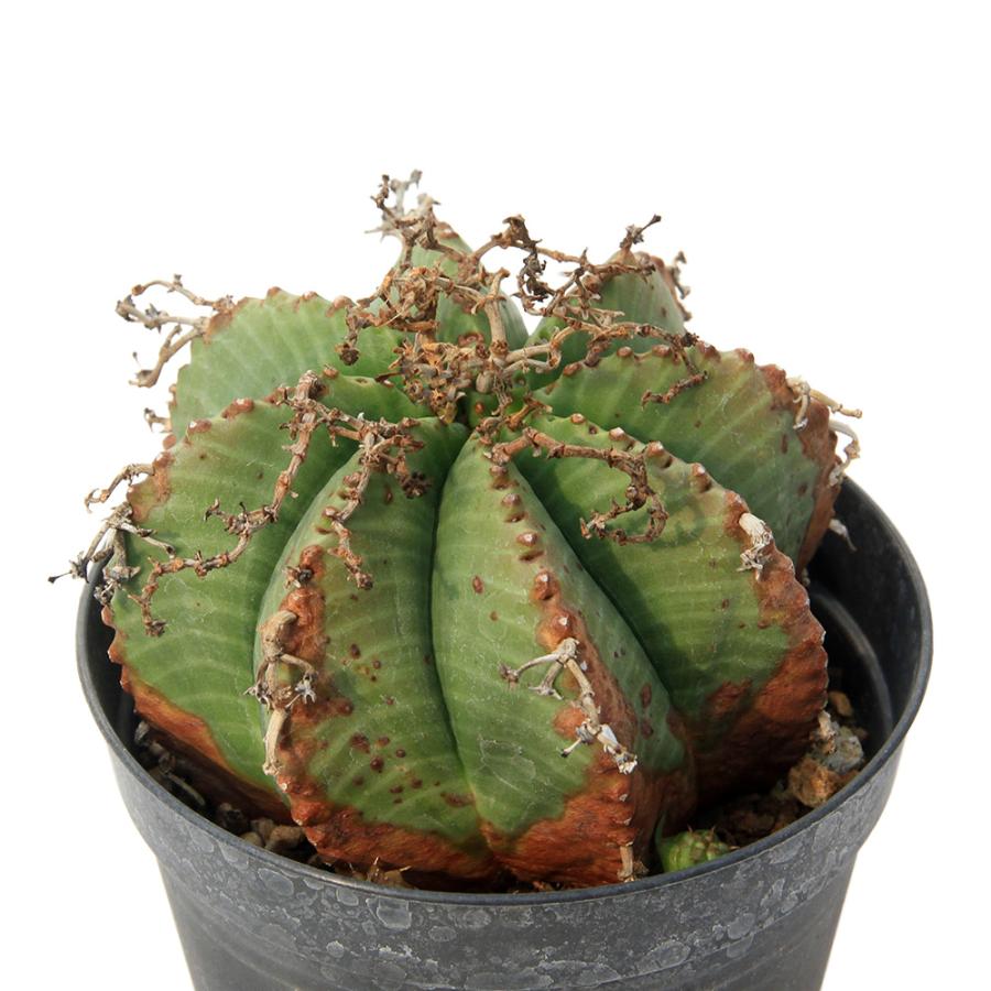 多肉植物）一点物 ユーフォルビア バリダ 3．5号（1鉢） : チャーム