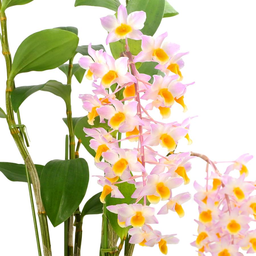 観葉植物）洋ラン デンドロビウム アマビレ（ブロンカルティ） 4号