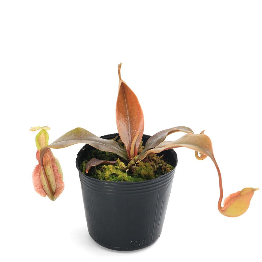 食虫植物）ウツボカズラ ネペンテス スーザン 2号（1鉢） : チャーム
