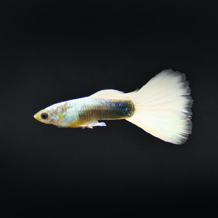 国産グッピー　ハイグレード　ドイツイエロータキシード・スワロー 入荷未定）（熱帯魚）ゴールデンドイツイエロータキシードスワロー