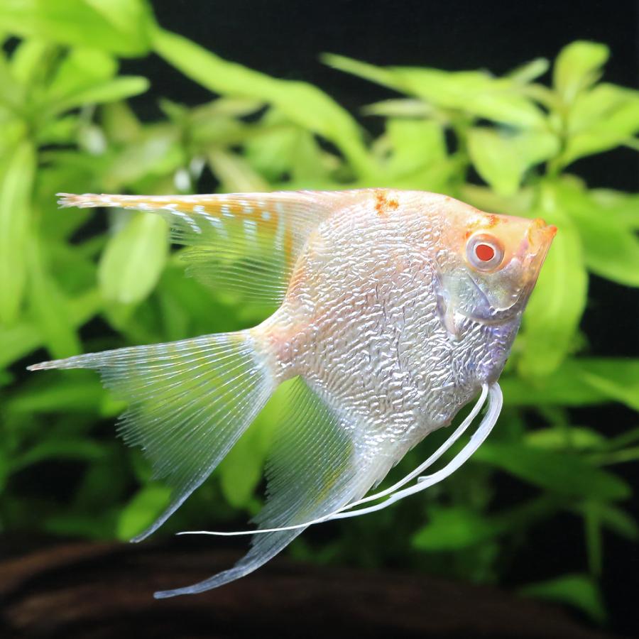 入荷未定）（熱帯魚）ドラゴンベールテールエンゼルフィッシュ（国産 