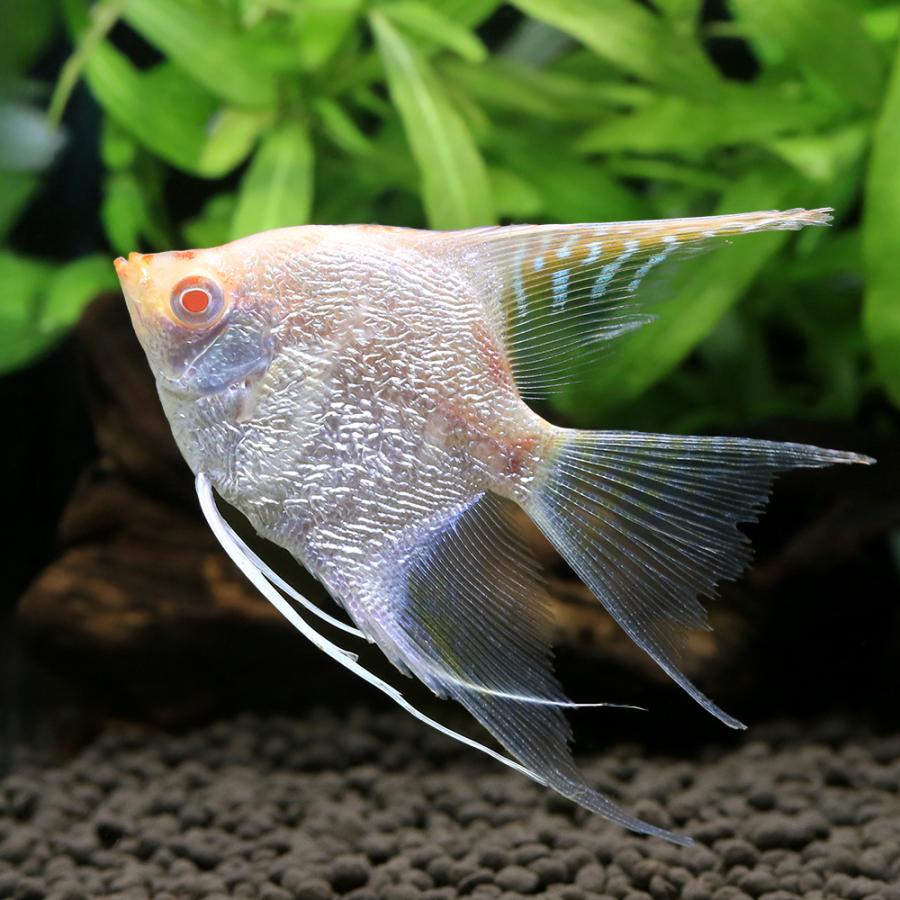 入荷未定）（熱帯魚）ドラゴンベールテールエンゼルフィッシュ（国産 