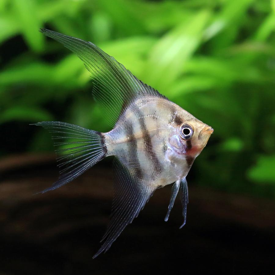 熱帯魚）ダークレッドヘッドクラウンタイガーベールテールエンゼル 