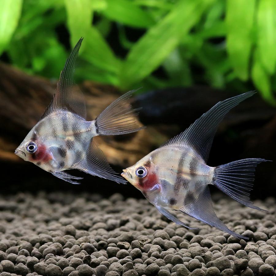 熱帯魚）ダークレッドヘッドクラウンタイガーベールテールエンゼル
