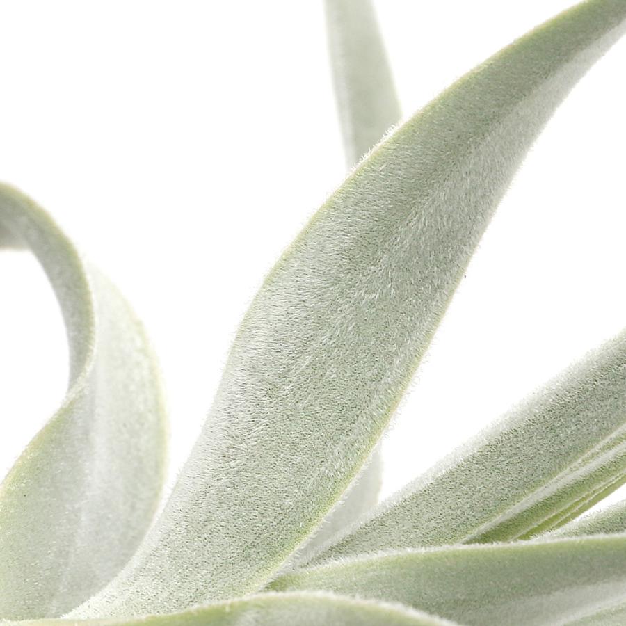 観葉植物）エアープランツ チランジア ストラミネア ストレート