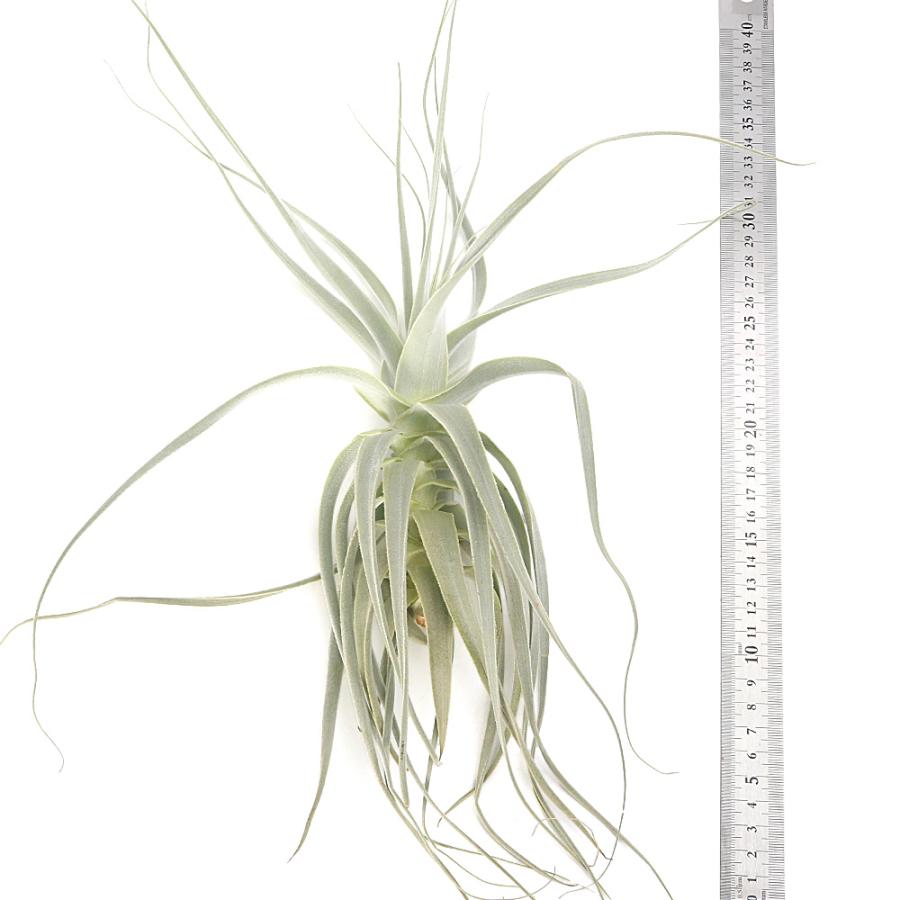 観葉植物）エアープランツ チランジア ストラミネア ストレート