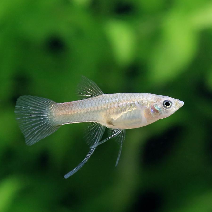 熱帯魚）フルレッドリボングッピー（国産グッピー）（1トリオ
