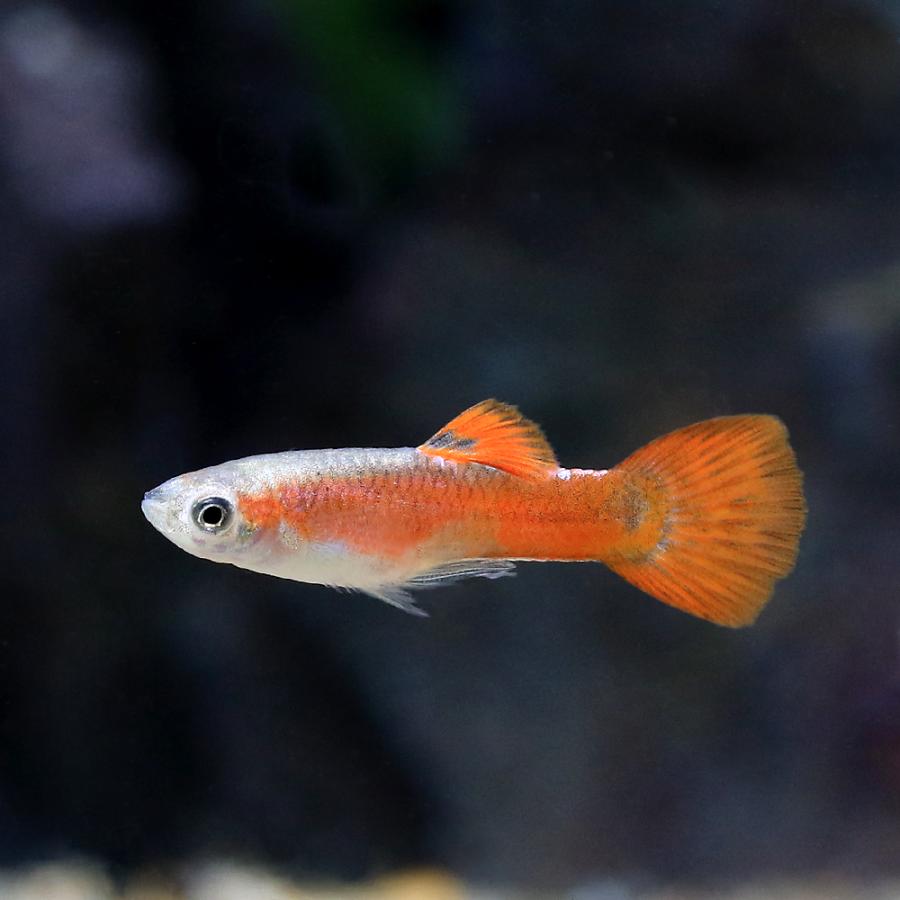 熱帯魚）フルレッドリボングッピー（国産グッピー）（1トリオ
