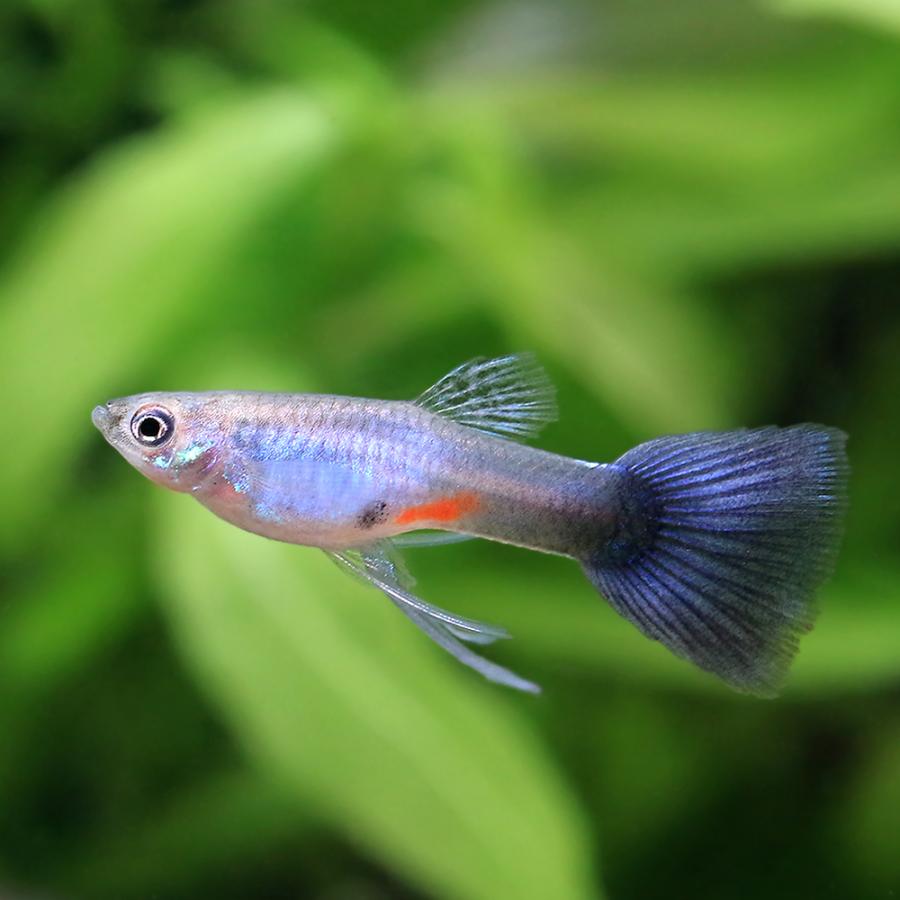 熱帯魚）ラズリーブルーテールリボン・グッピー（国産グッピー）（1 