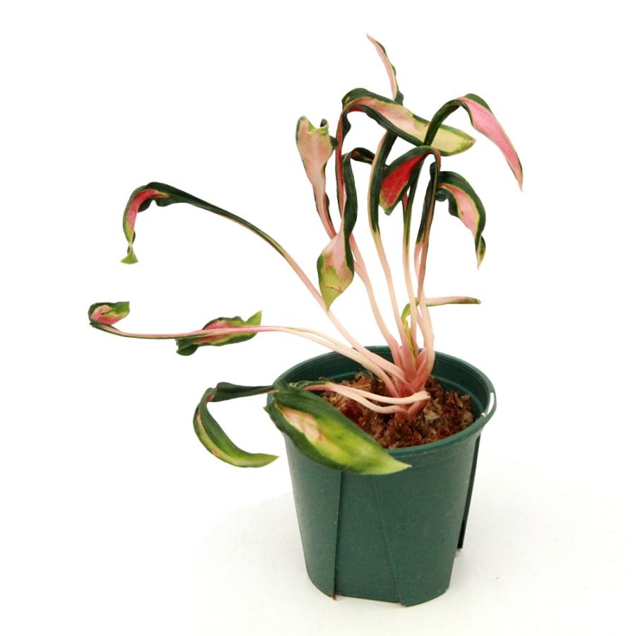 観葉植物）アグラオネマ メデューサ シワ葉 3．5号（1鉢