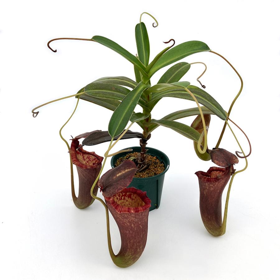 u*0様 ウツボカズラ　ネペンテス　N.ベントリコーサ　ポリスパス　食虫植物 食虫植物）一点物 ウツボカズラ ネペンテス （ベントリコーサ×シブヤ